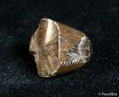 Partial Serrated Tyrannosaurid Tooth Tip - T-Rex #3002-1